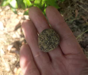 Discover black truffles during truffle hunting Istria.