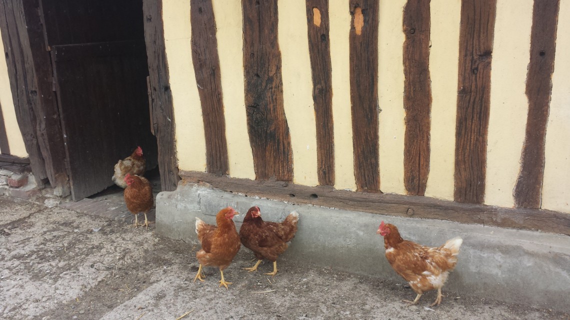 Hens at Cider Orchid in Calvados, France, easy to reach from Normandy base Honfleur.