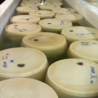 Parmigiano Reggiano wheels curing in a salt bath